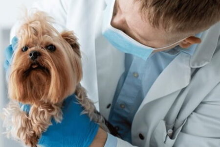 Medicina Veterinária em Caruaru Medicina Veterinária em Caruaru