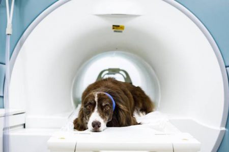 Medicina Veterinária em Caruaru