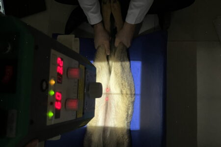 Exame Veterinário em Caruaru