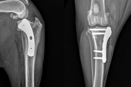 Ortopedia Veterinária em Caruaru