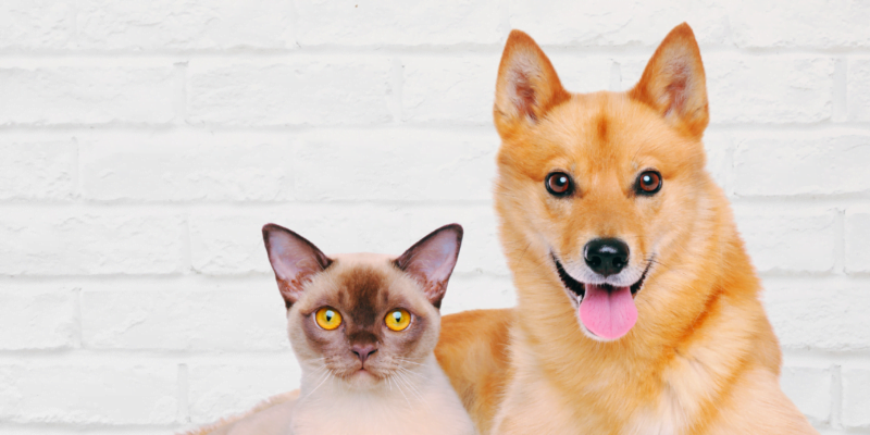 Cuidados Essenciais com Filhotes