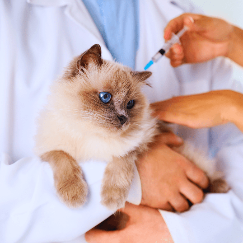 5 Motivos para Vacinar Seu Pet