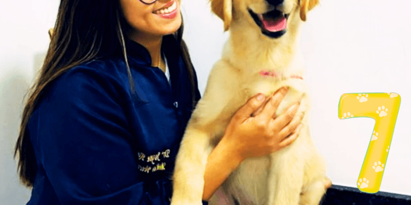 7 Motivos para Visitar o Veterinário Regularmente