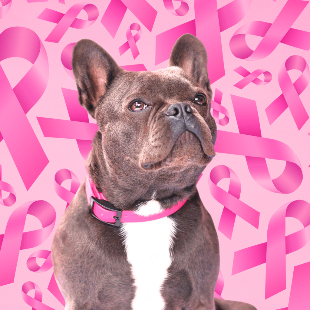 Câncer de Mama em Cães e Gatos