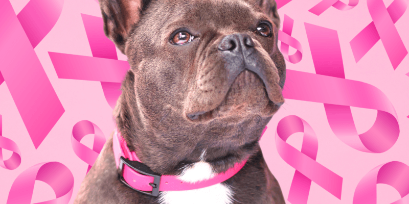 Câncer de Mama em Cães e Gatos