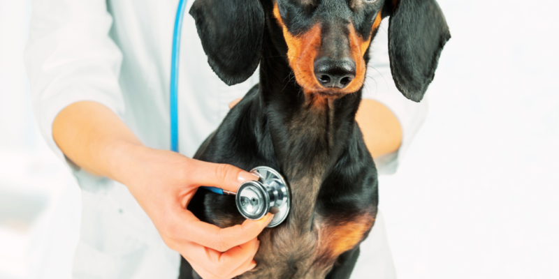 Saúde Cardíaca dos Pets