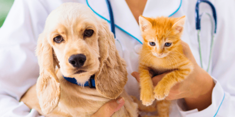 Vacinação para Cachorro e Gato em Caruaru