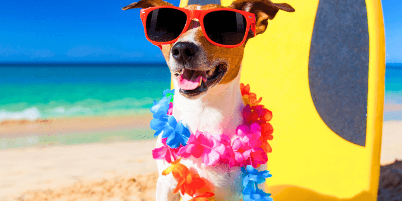 7 Cuidados no Verão para Pets