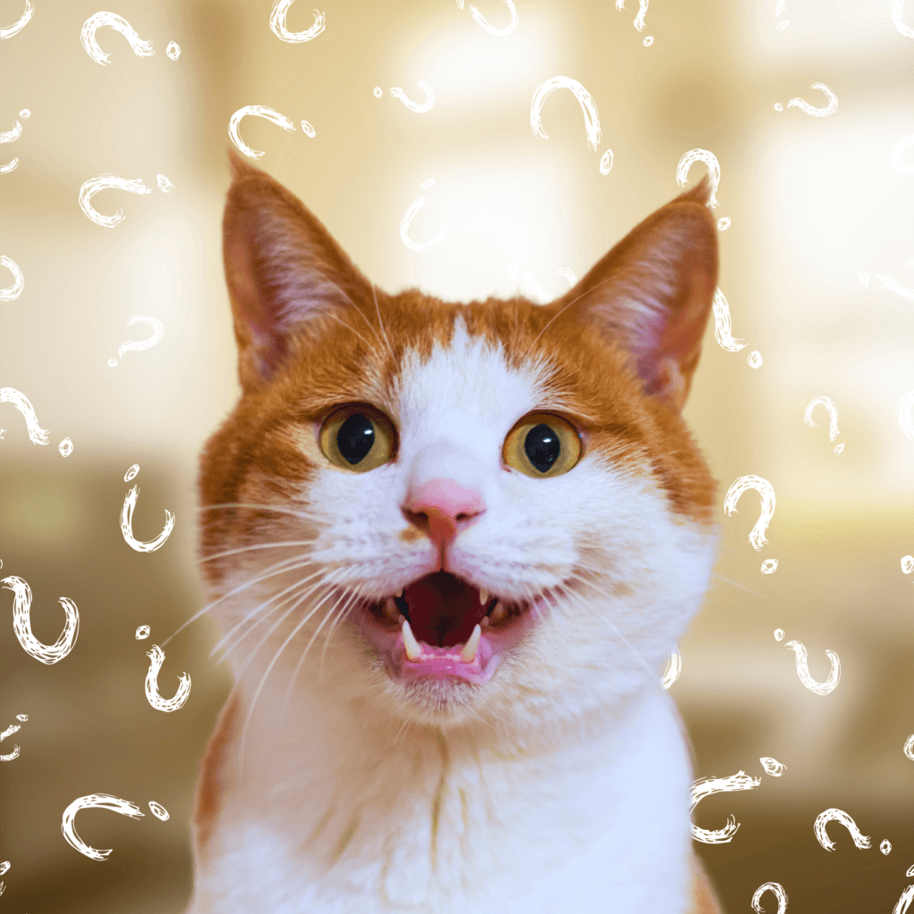 7 Motivos para o Seu Gato Estar Miando