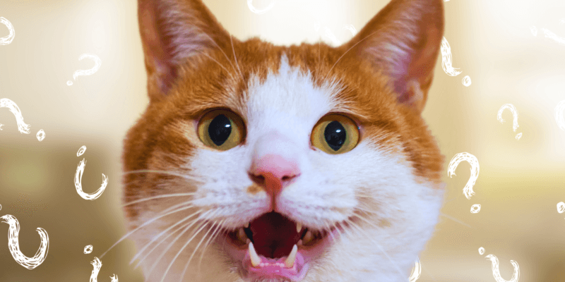 7 Motivos para o Seu Gato Estar Miando