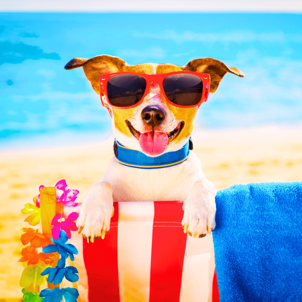 9 Cuidados Essenciais com os Pets na Praia