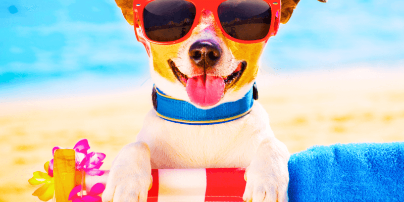 9 Cuidados Essenciais com os Pets na Praia