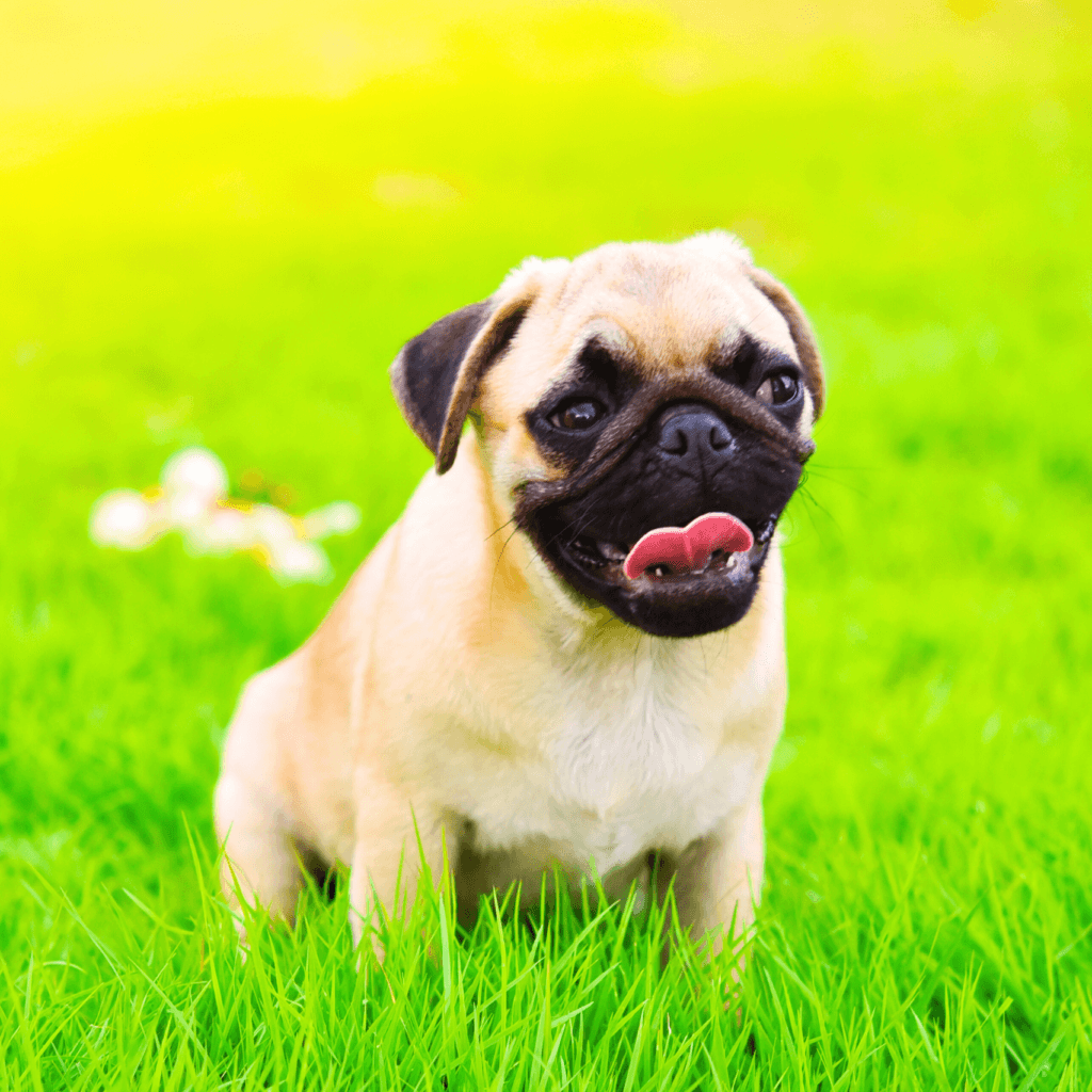 3 Cuidados Essenciais com Cães Braquicefálicos