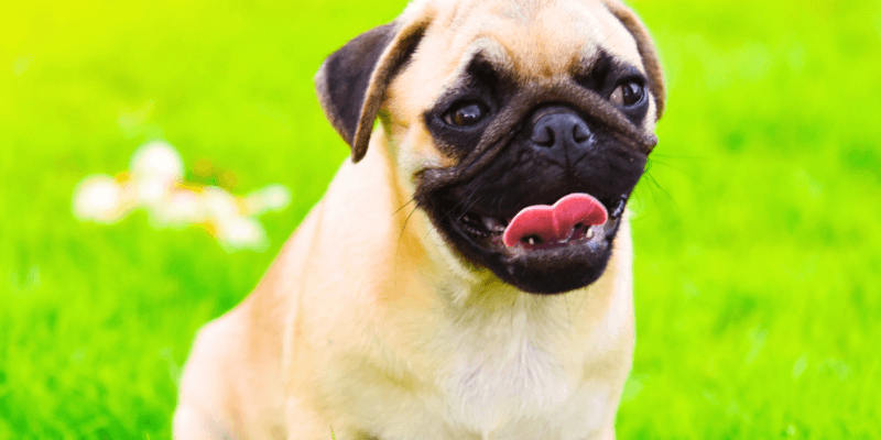 3 Cuidados Essenciais com Cães Braquicefálicos