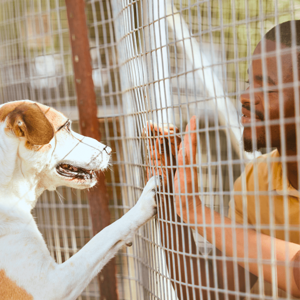 7 Dicas Essenciais ao Adotar um Pet