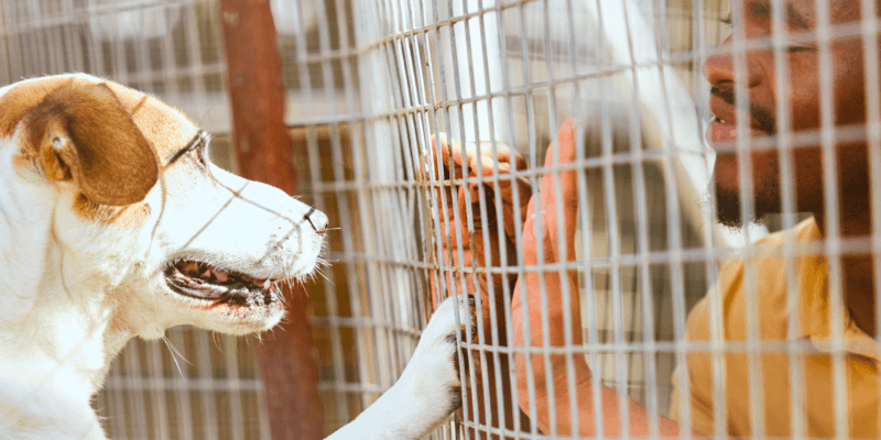 7 Dicas Essenciais ao Adotar um Pet