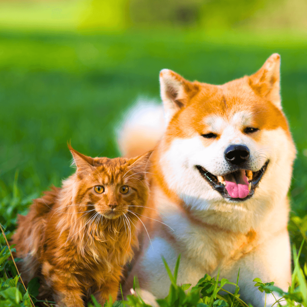 7 Diferenças Entre Gatos e Cachorros