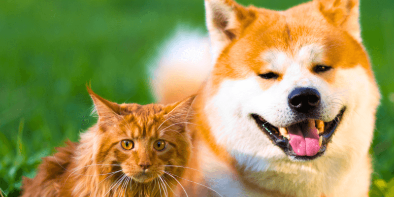 7 Diferenças Entre Gatos e Cachorros