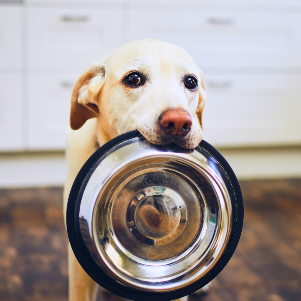 5 Dicas para Alimentar Seu Pet