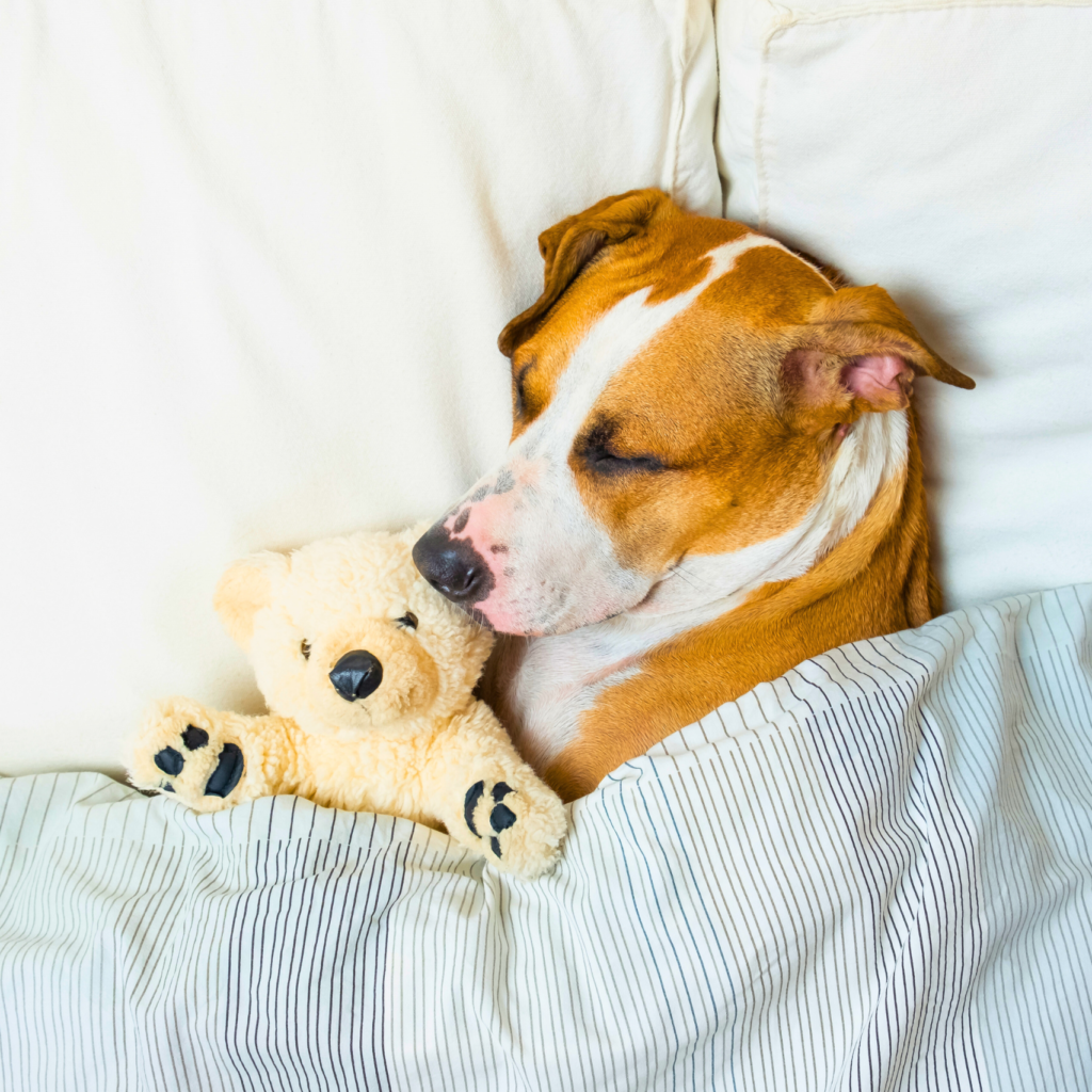 7 Motivos para Seu Pet Estar Dormindo Muito