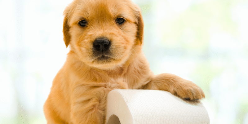 Parvovirose em Cães