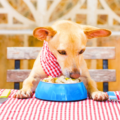 Dieta Saudável em Cães e Gatos