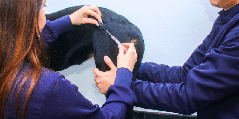 vacinação para cachorro em caruaru