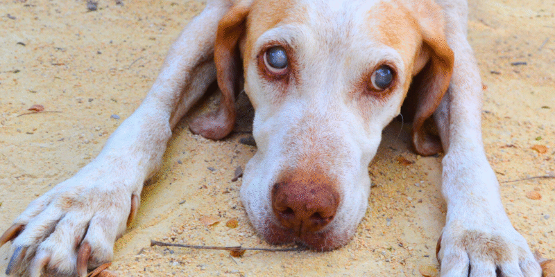 pet perdendo a visão