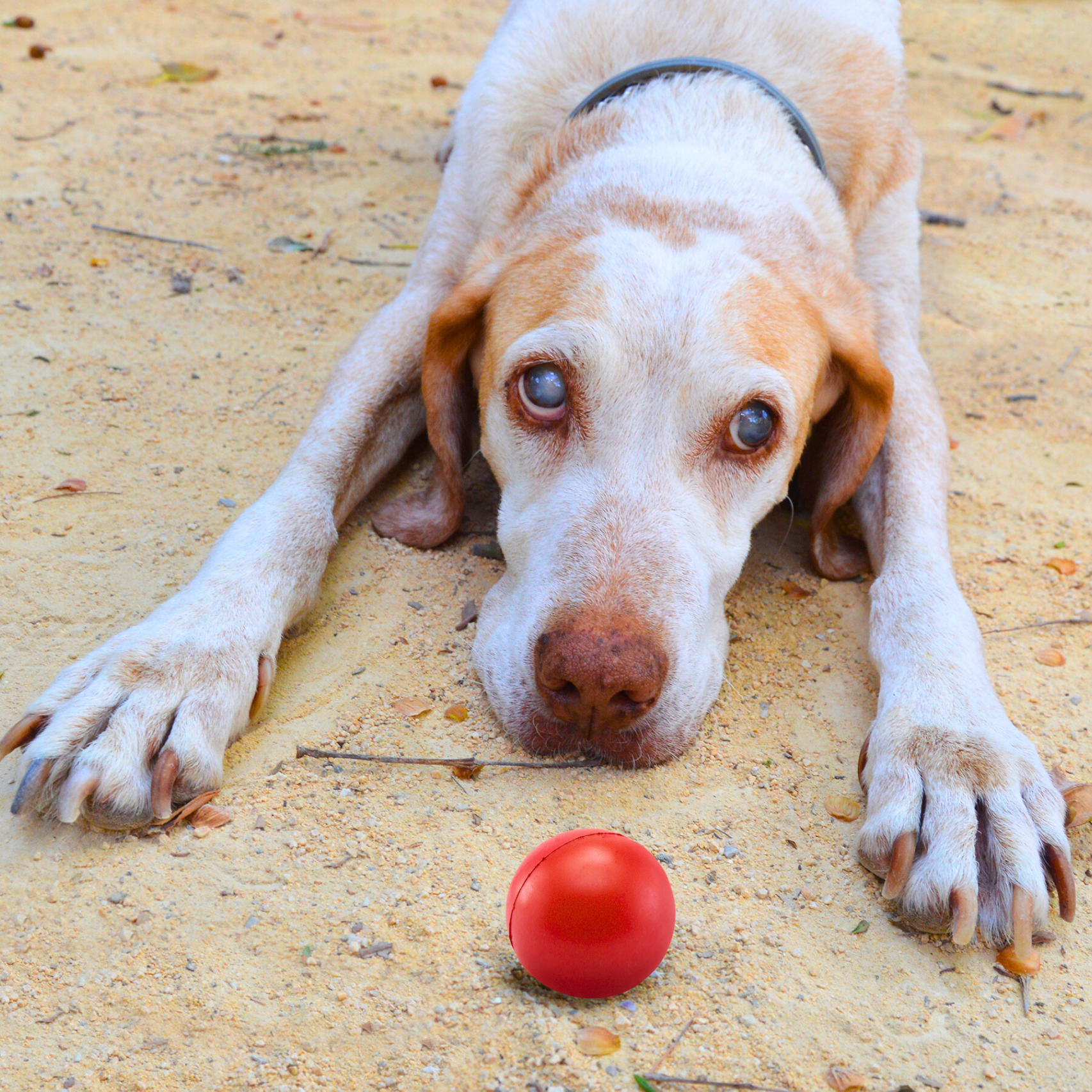 pet perdendo a visão