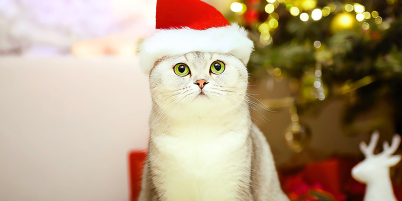 cuidados com os pets no final de ano