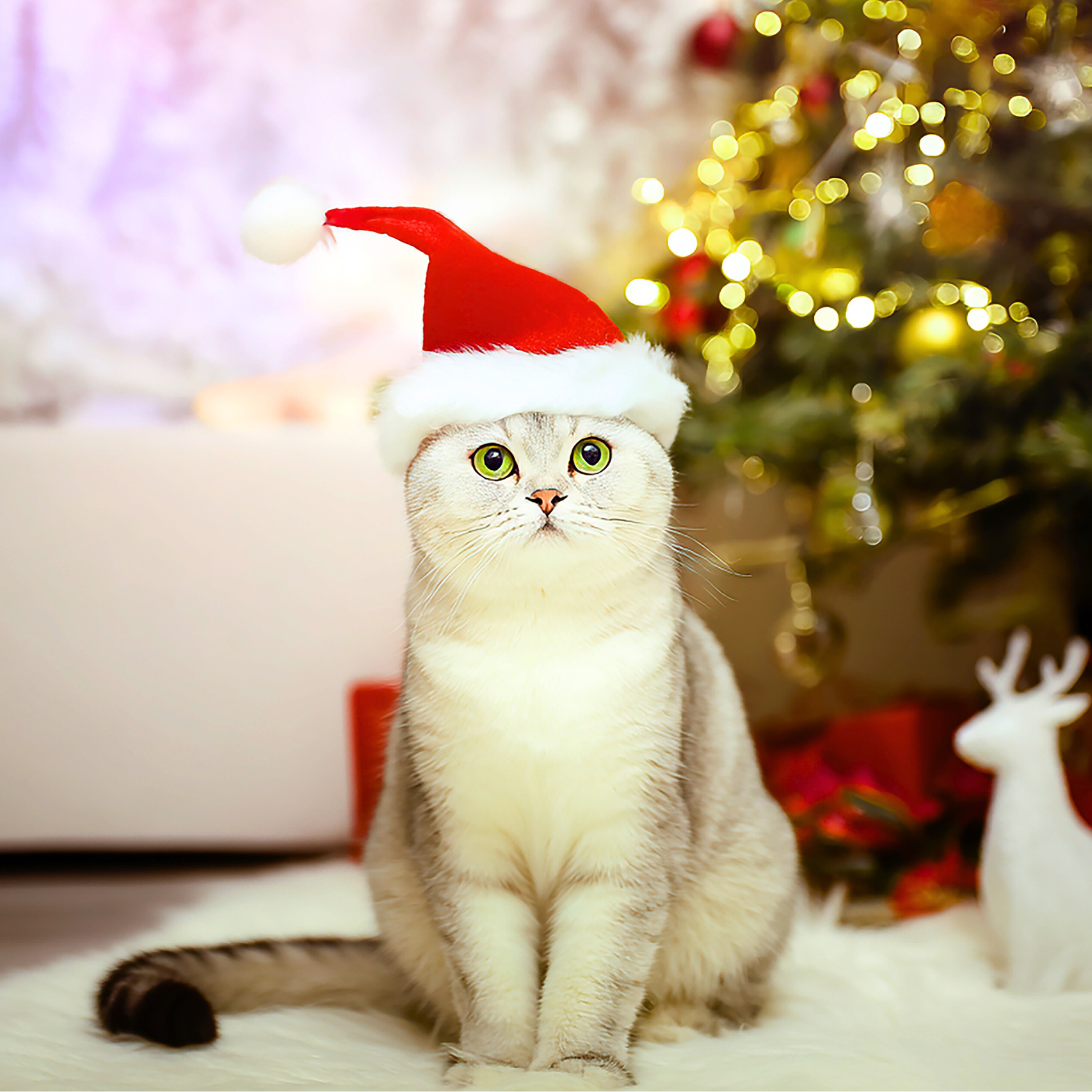 cuidados com os pets no final de ano