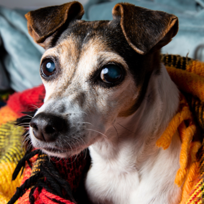 problemas oculares em pets