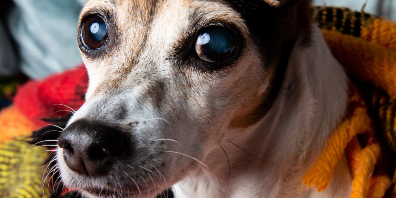 problemas oculares em pets