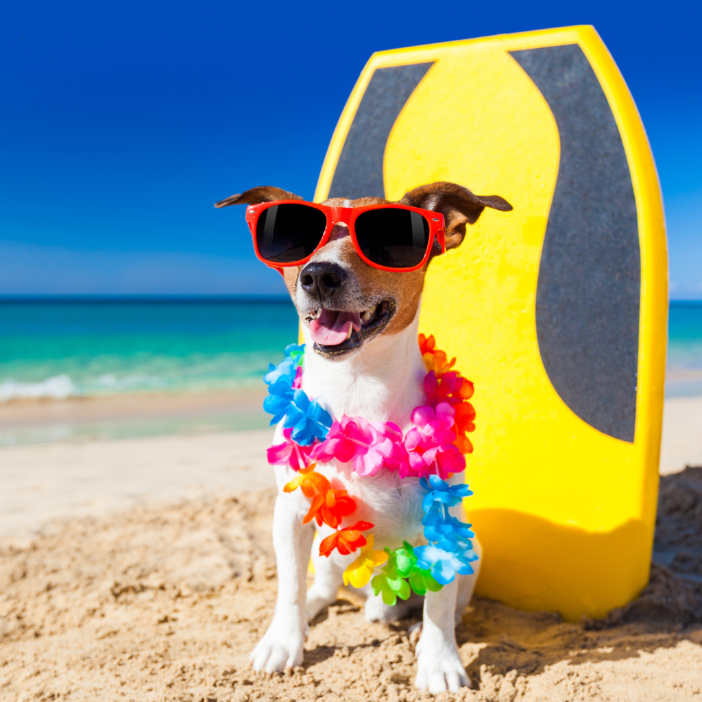 cuidados com pets na praia