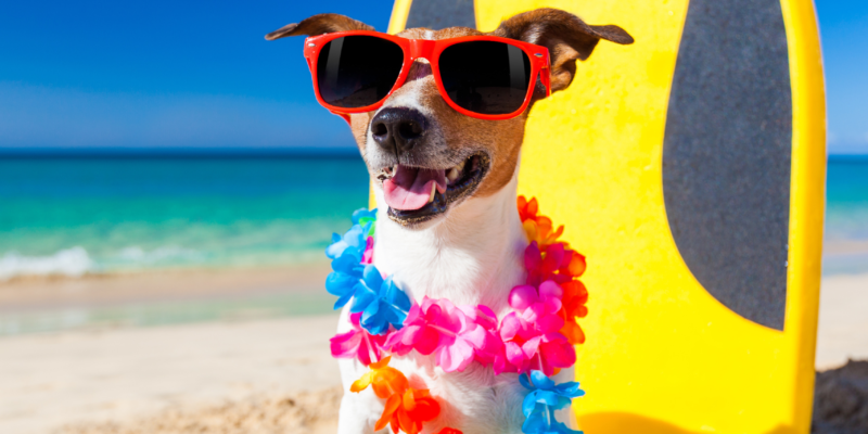 cuidados com pets na praia