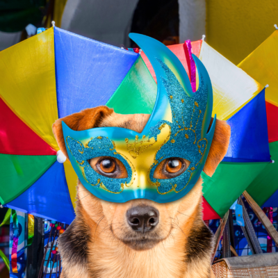 dicas para cuidar de pets no Carnaval