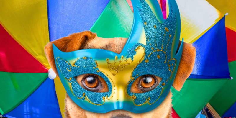 dicas para cuidar de pets no Carnaval