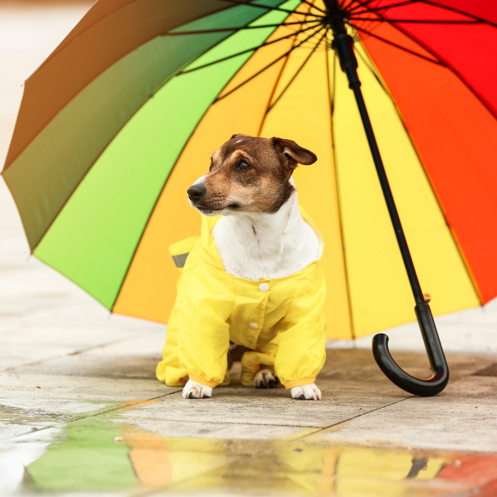 pets no período de chuvas