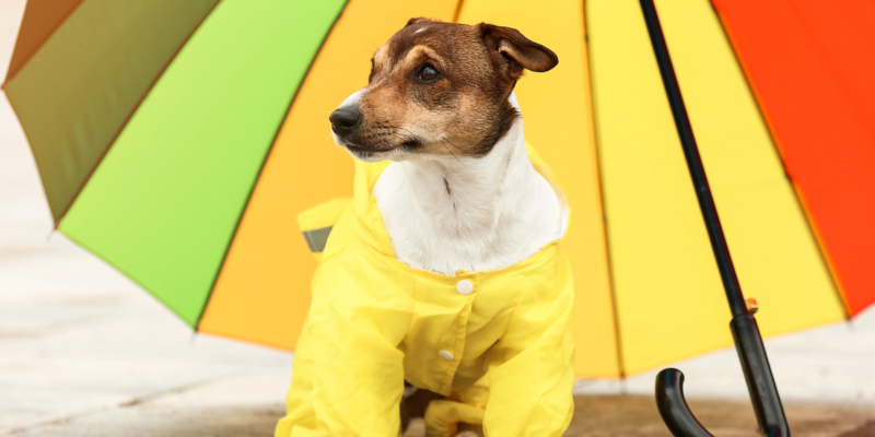 pets no período de chuvas