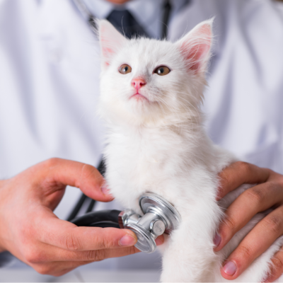 atendimento veterinário urgente