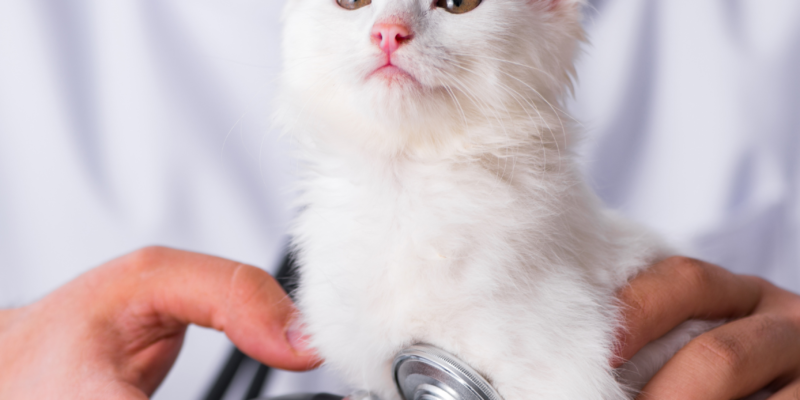 atendimento veterinário urgente