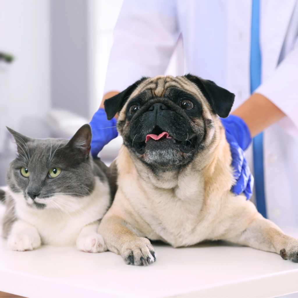 castração para cães e gatos em Caruaru