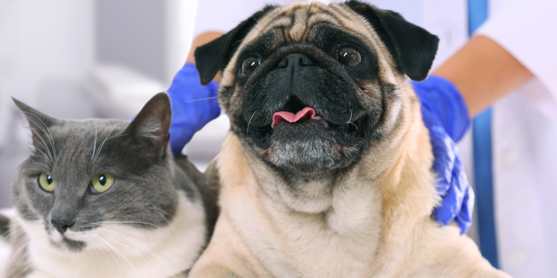 castração para cães e gatos em Caruaru